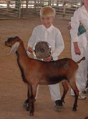 justins a great showman for nubian dairy goats