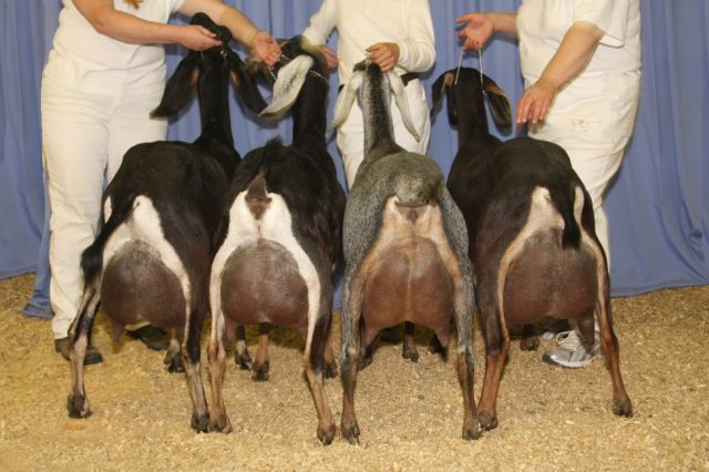 nubiandairygoats1stdairyherd.jpg