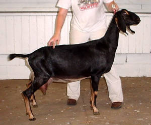 nubiandairygoatpassionsedalia.jpg