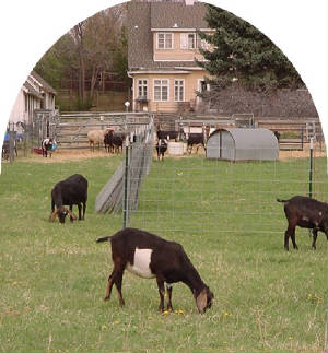 nubiandairygoatpavgrazing.jpg