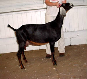 nubiansdairygoatmimzieagsnationals.jpg