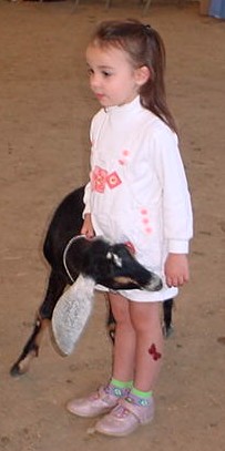 lana holding chant, nubian dairy goat
